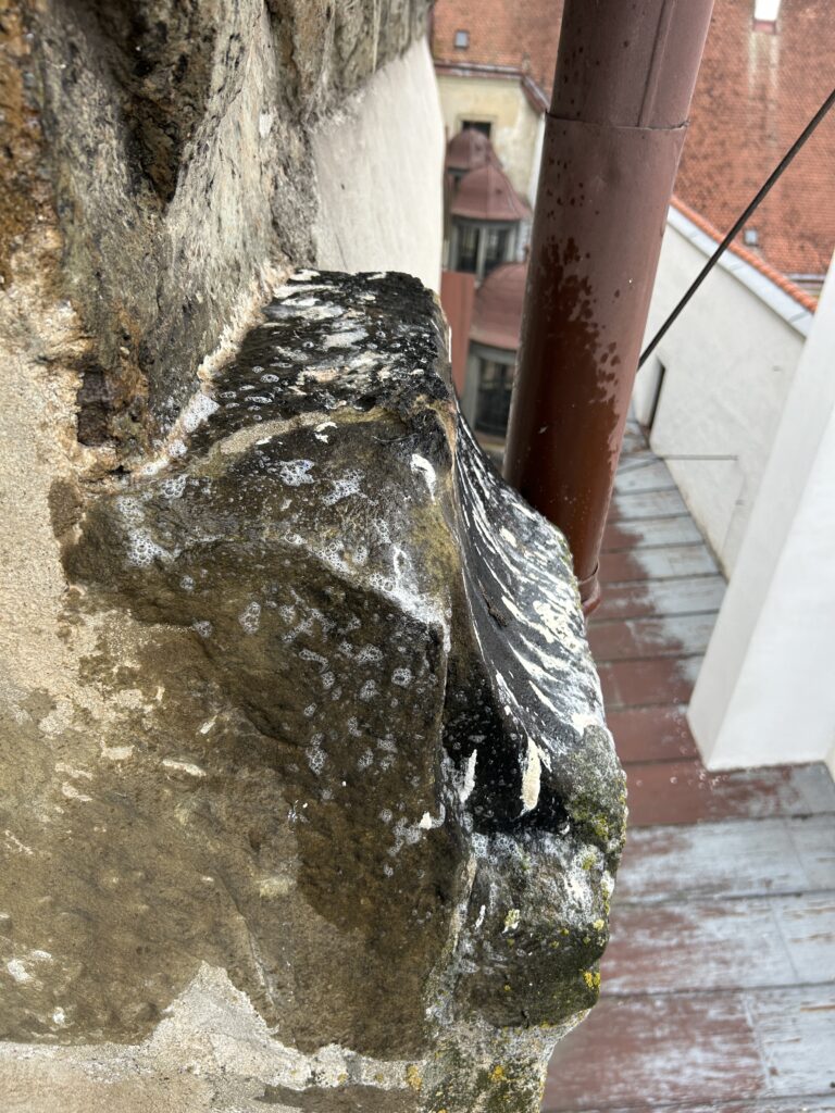 Damage phenomenon_biogenic growth